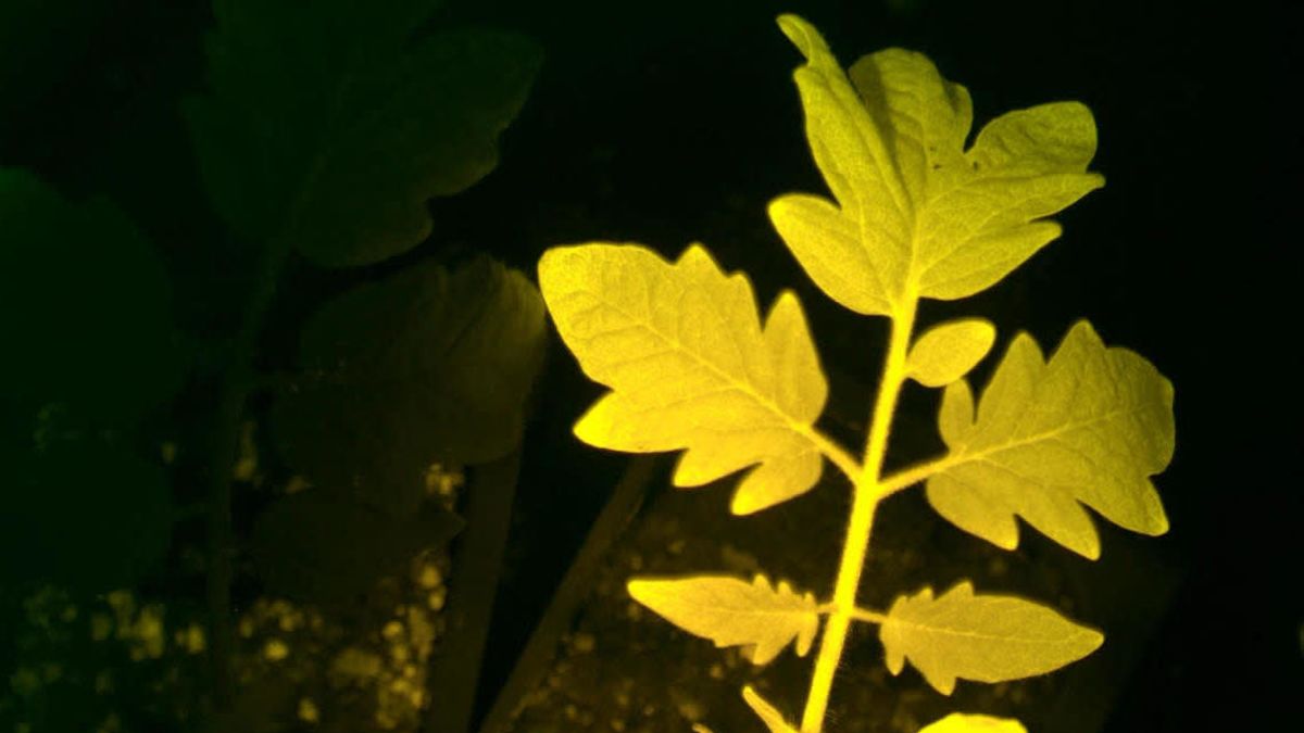 Esta planta modificada genéticamente emite distintos colores para avisar si le falta agua o si le atacan los insectos