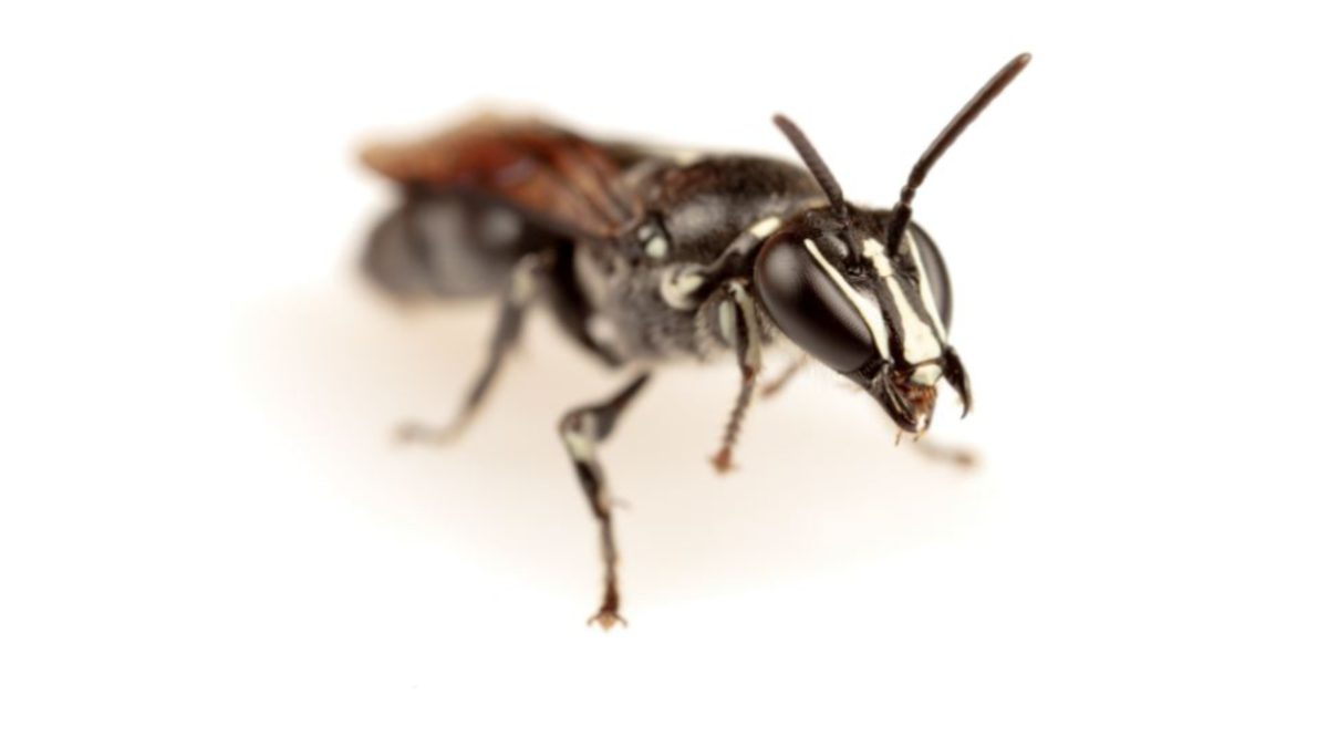 Esta abeja australiana extinta ha reaparecido tras un siglo