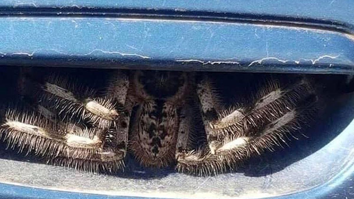 La foto viral de esta araña en un auto es muy real