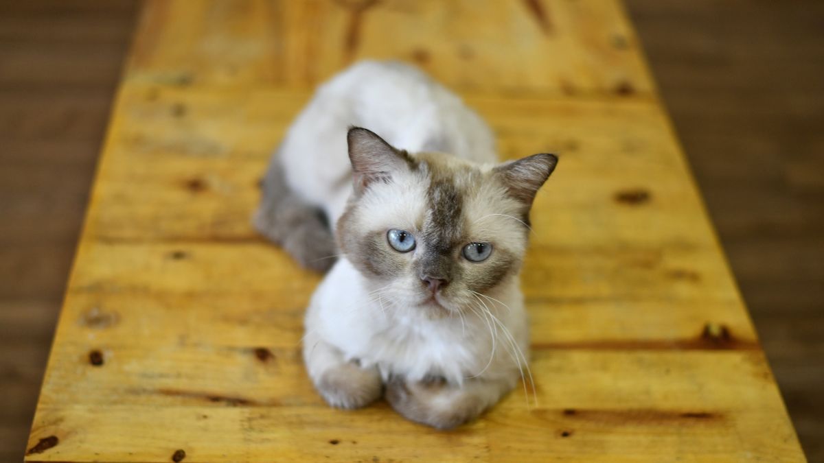 Los gatos son tan desleales como sospechabas, según un estudio