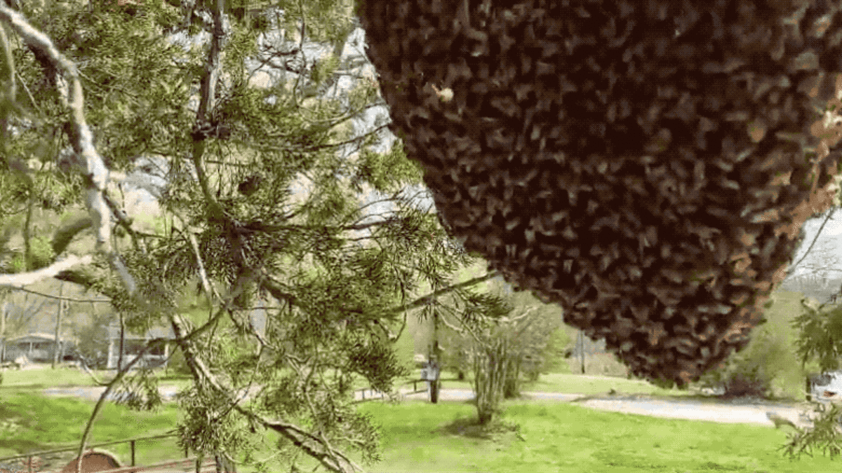 Un apicultor profesional mueve un enjambre sin protección