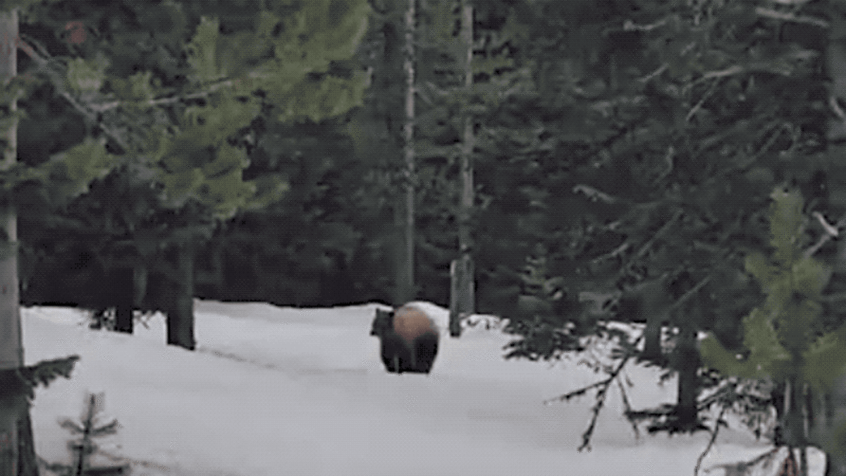 Qué hacer en caso de que te ataque un oso