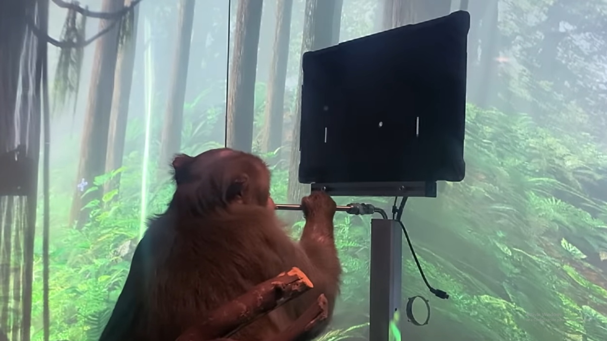 Este mono juega al Pong con su mente gracias a un chip cerebral de Neuralink
