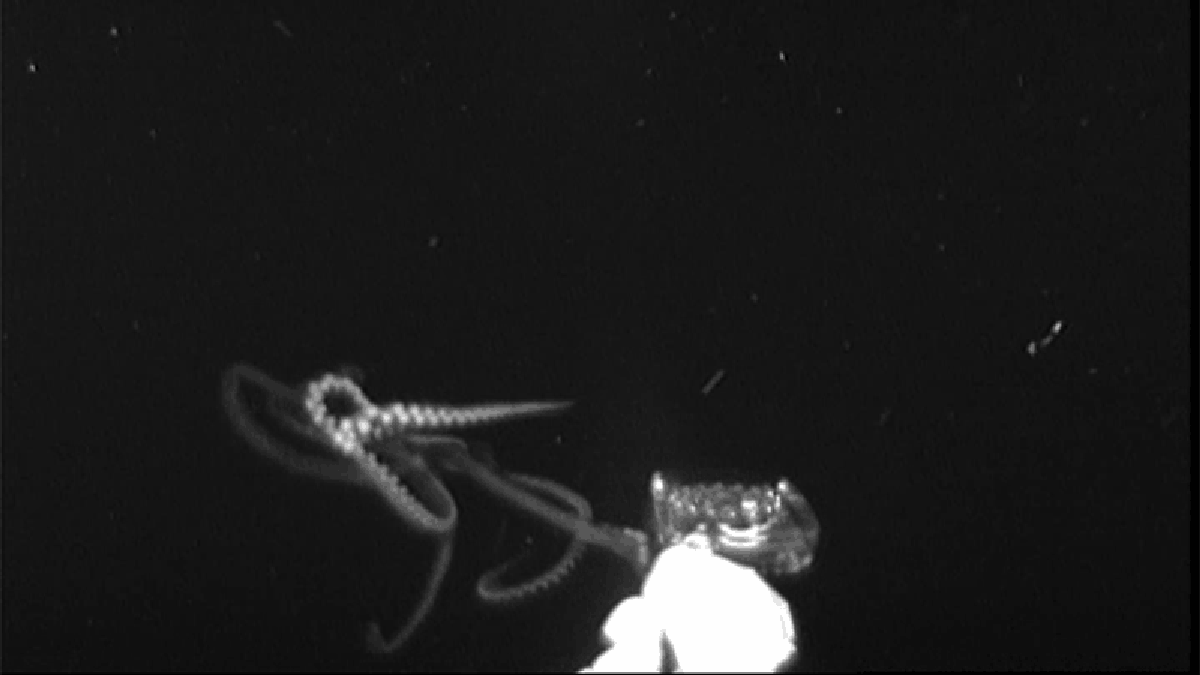 Graban por primera vez a un calamar gigante acechando a su presa antes de atacar