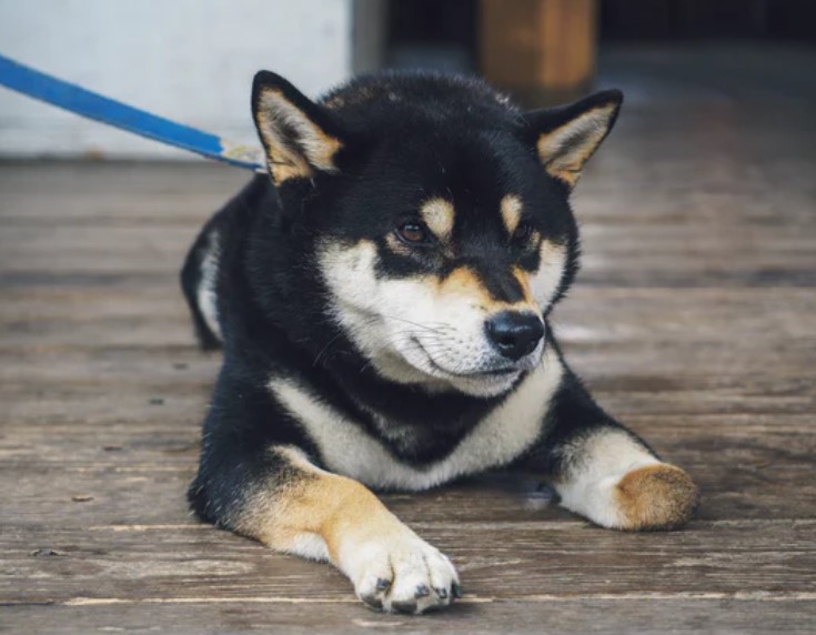 SHIB se eleva para llevarse el puesto de DOGE en el Top 10, ¿es hora de sacar provecho?