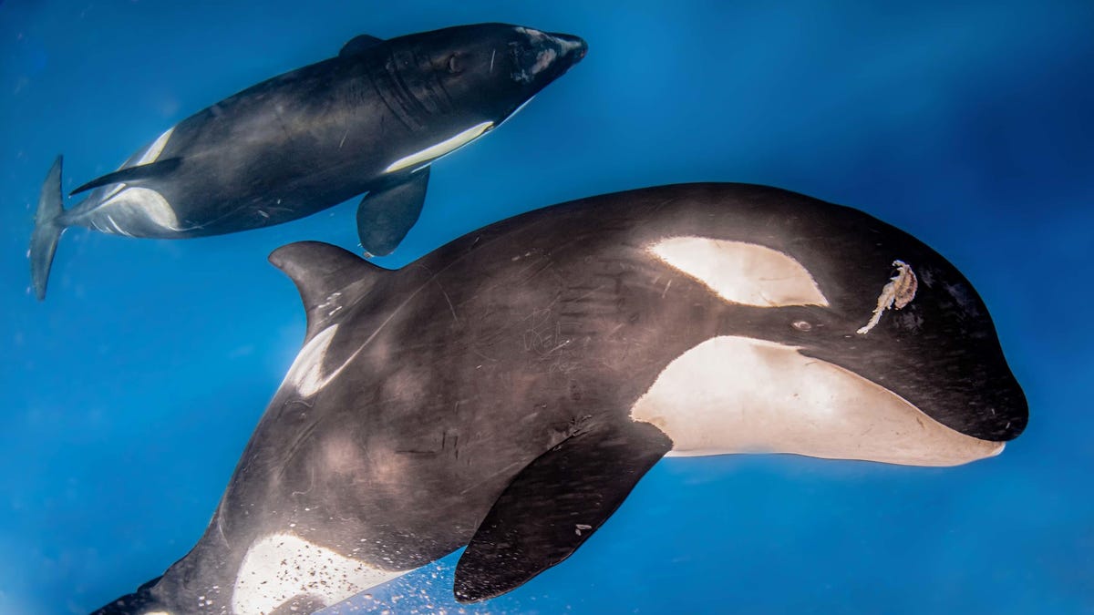 Imágenes tomadas con drones revelan que las orcas tienen «amigas»