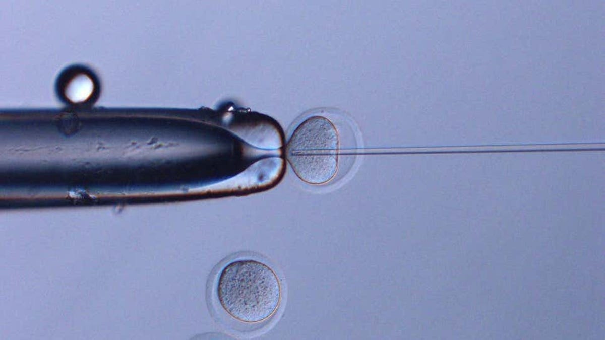 Logran ratones sanos con espermatozoides guardados en espacio