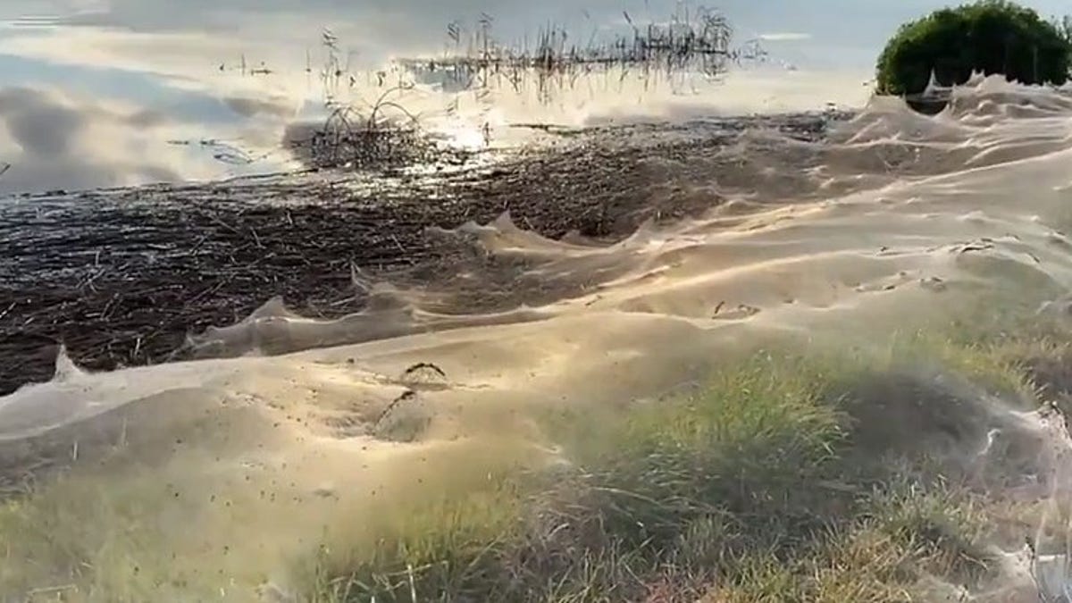 Por qué Australia ha amanecido cubierta de telarañas