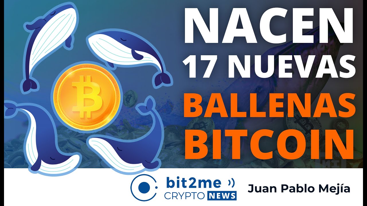 🔵 🐋 Nacen 17 nuevas BALLENAS BITCOIN – Bit2Me Crypto News