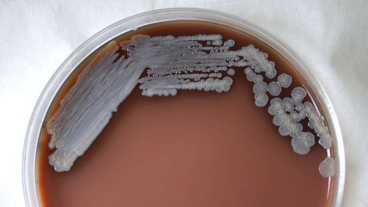Aparece en EE.UU. un misterioso brote bacteriano sin origen