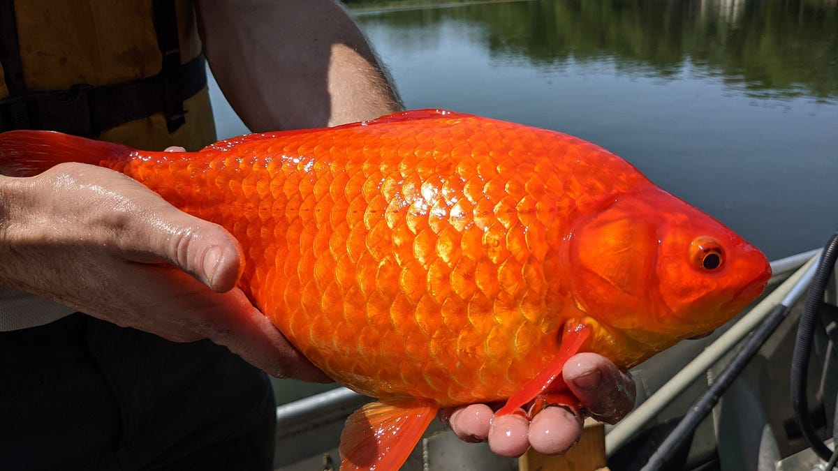 Deja de arrojar tus peces dorados en lagos