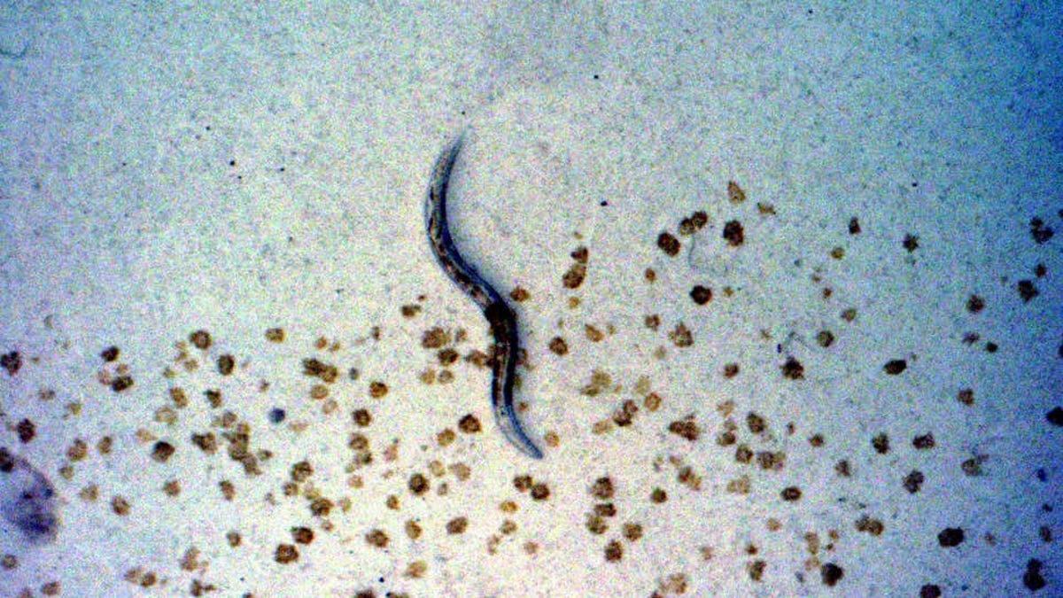 Los nematodos pueden compartir recuerdos del peligro