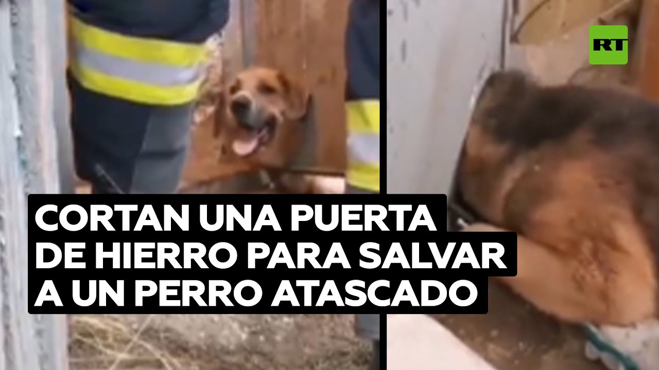 Un perro atascado en una puerta de hierro es rescatado por bomberos