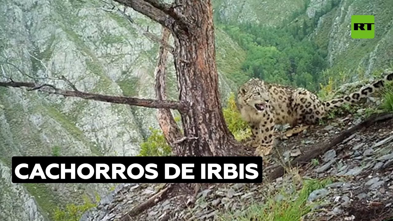 Dos crías de leopardo de las nieves son captadas por una cámara instalada en una reserva natural