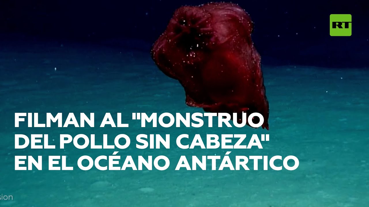 Logran filmar al "monstruo del pollo sin cabeza" en el océano Antártico @RT Play en Español