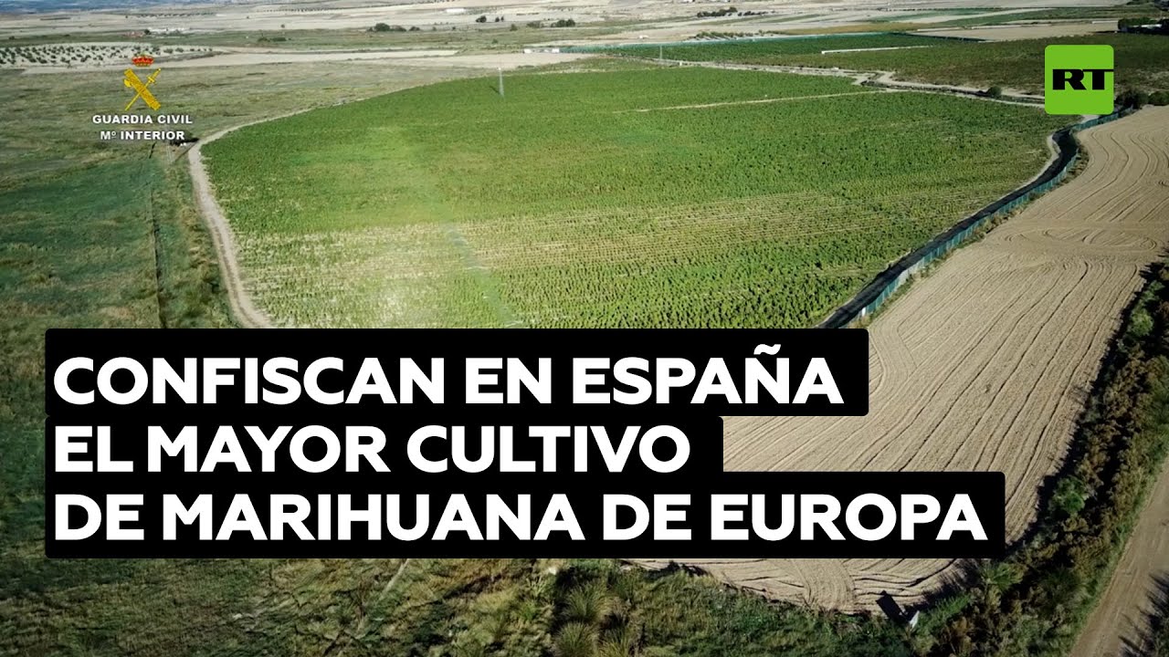 Confiscan en España el mayor cultivo de marihuana de Europa @RT Play en Español