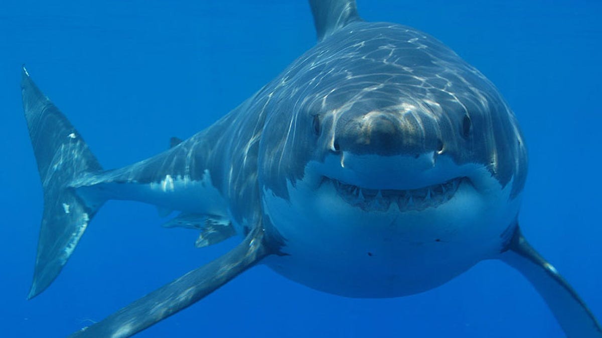 A qué se deben la mayoría de ataques de tiburones a humanos