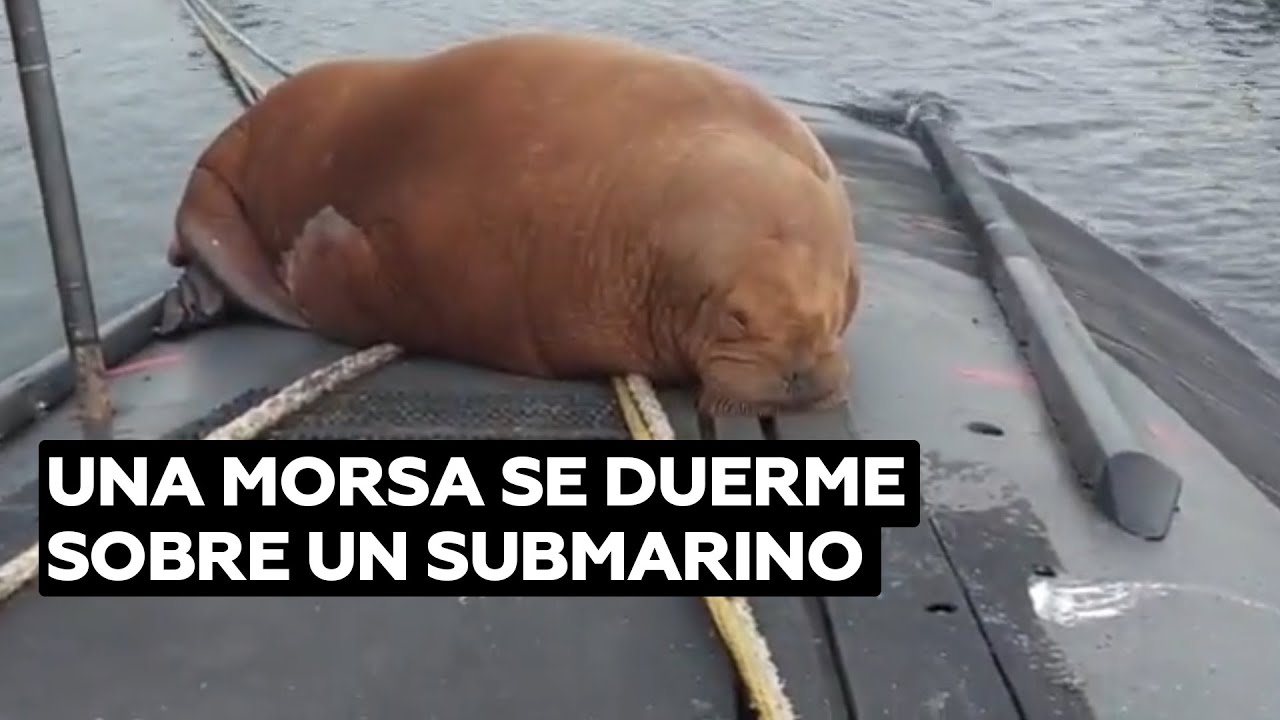 Una morsa duerme encima de uno de los submarinos de la marina de Países Bajos @RT Play en Español