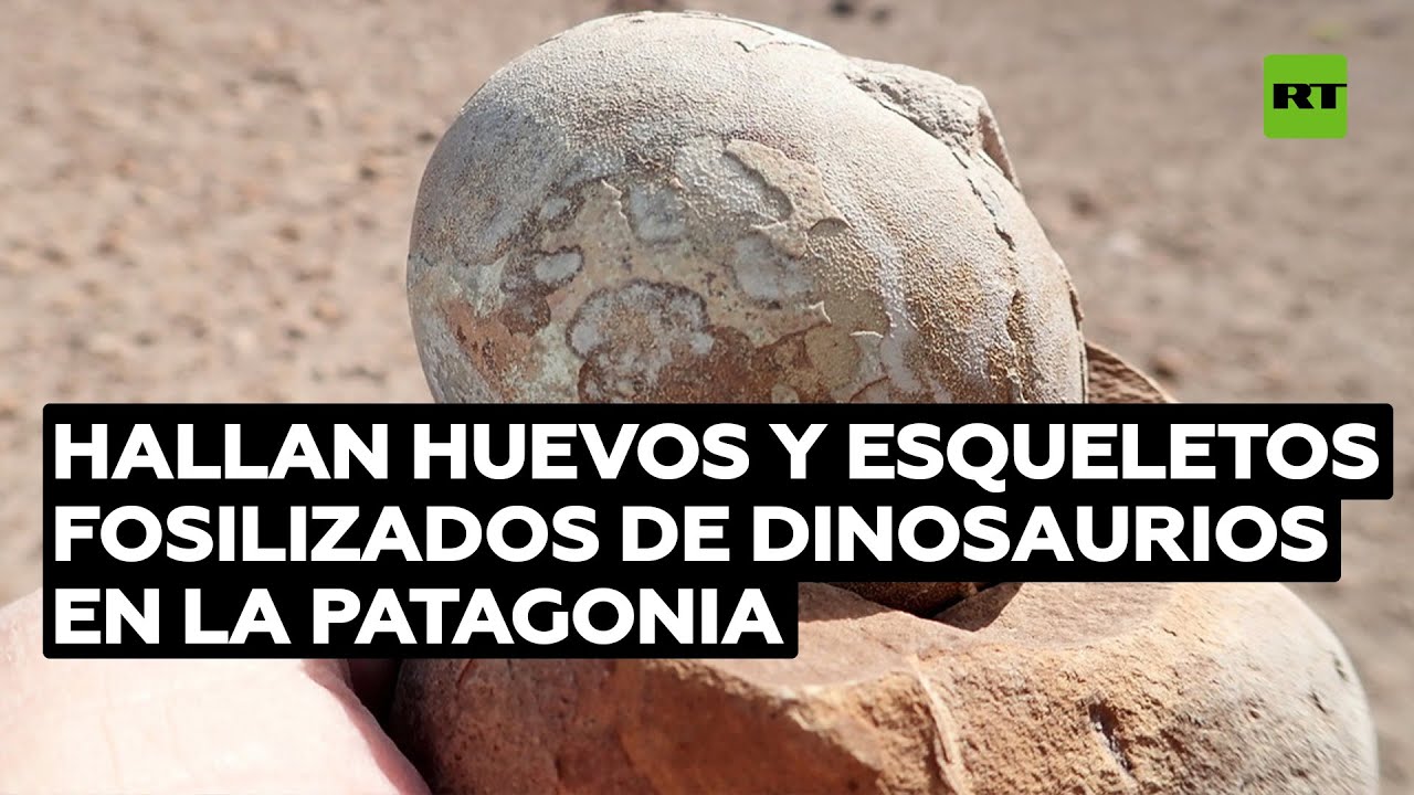 Hallan huevos y esqueletos fosilizados de dinosaurios en la Patagonia