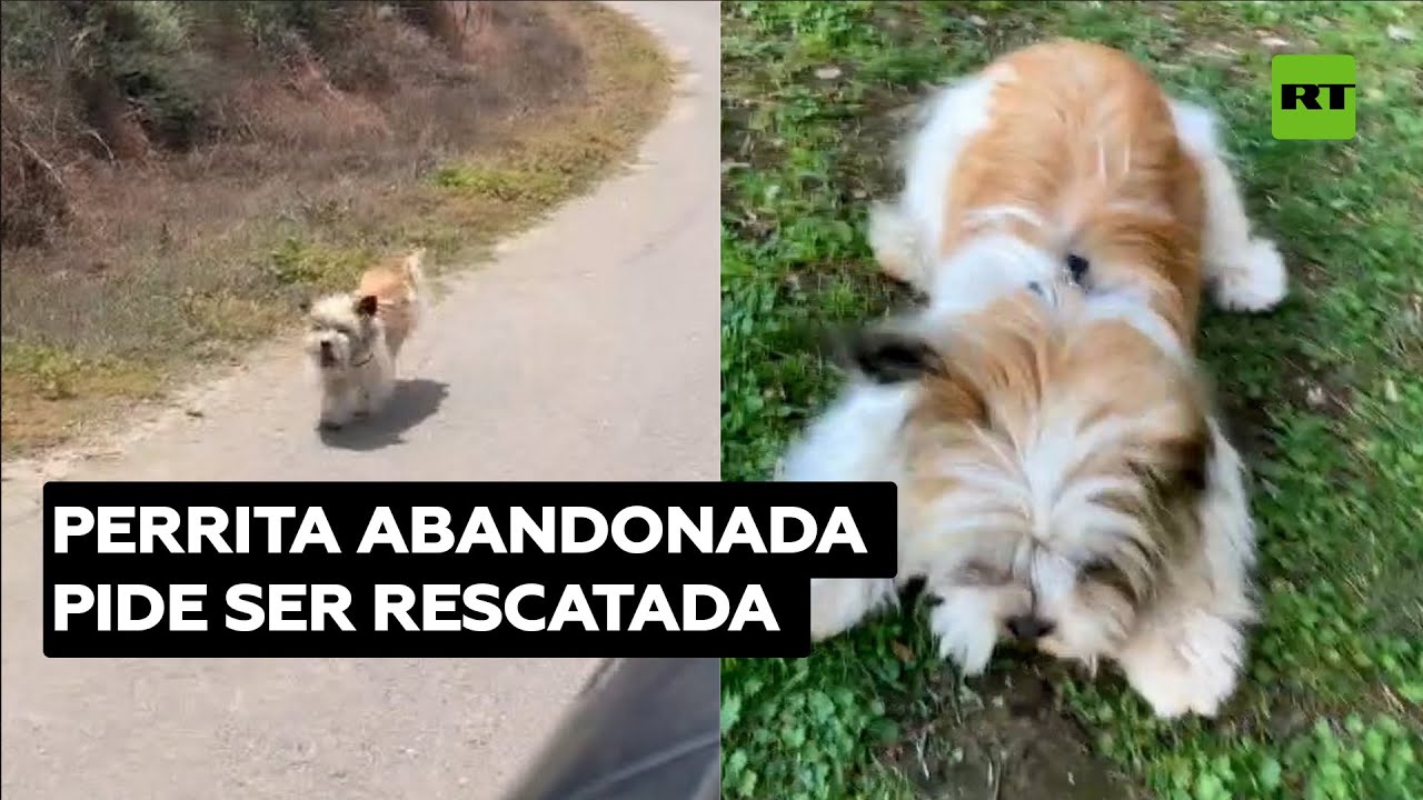 Una perra abandonada persigue un coche pidiendo ser rescatada @RT Play en Español