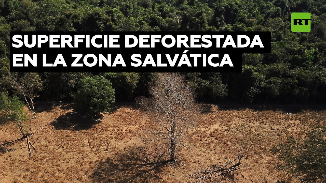 Publican alarmantes datos sobre el ritmo de deforestación de la Amazonía brasileña