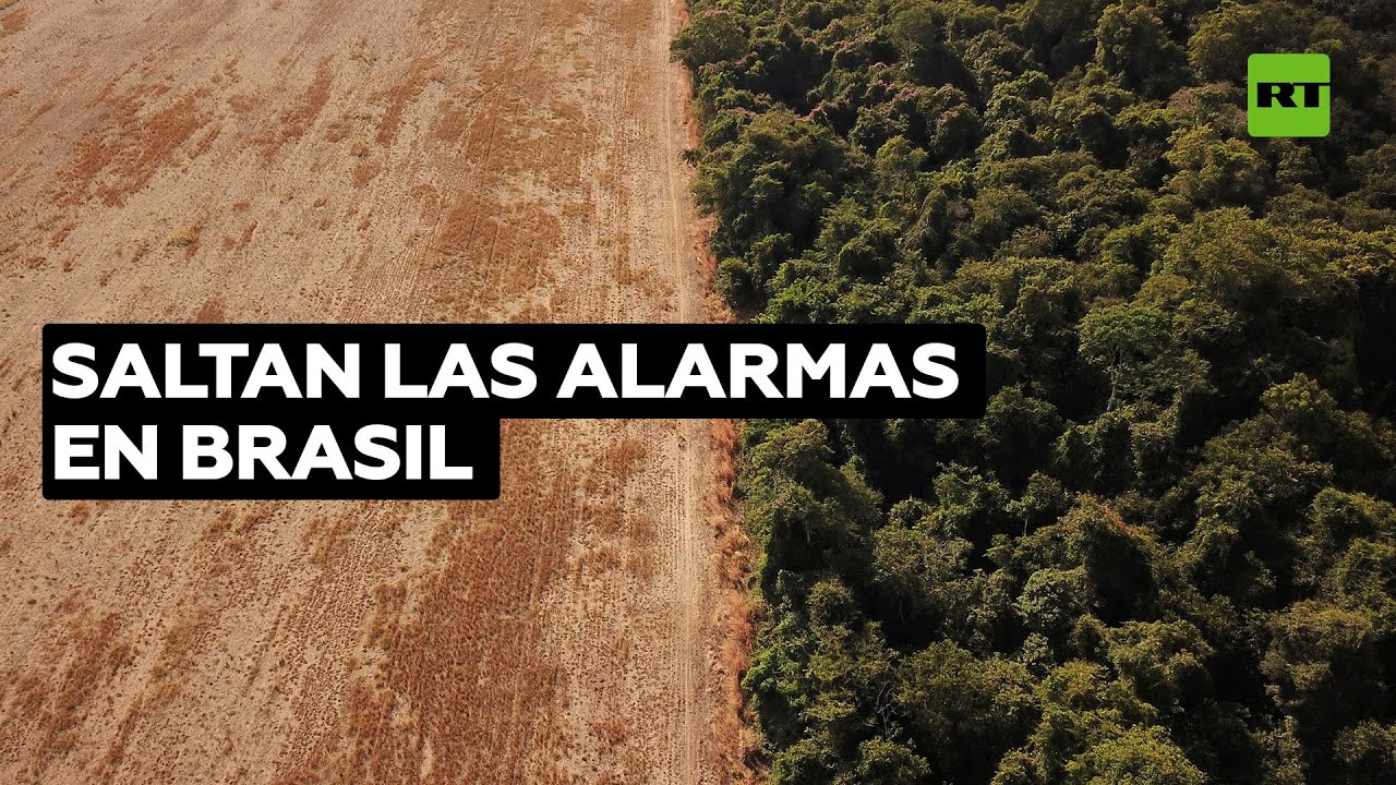 La Amazonía brasileña pierde 877 kilómetros cuadrados en octubre