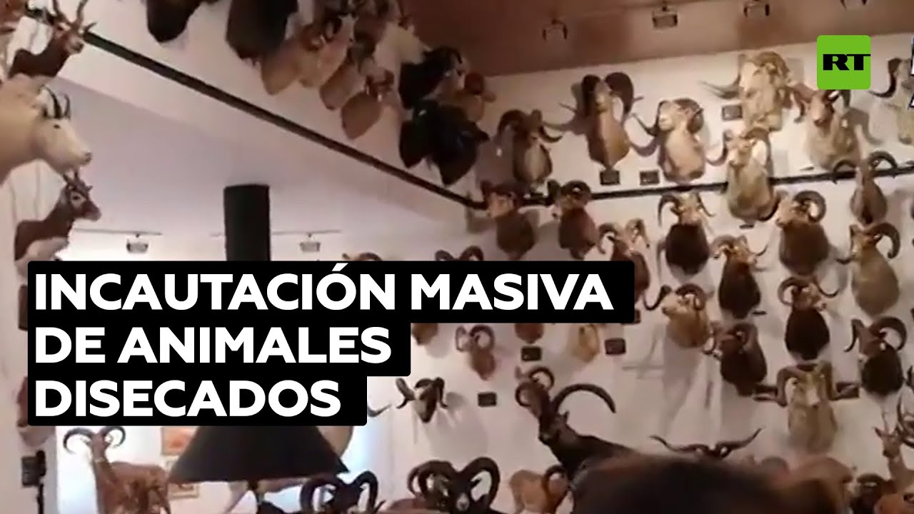 La Policía incauta en Madrid 49 montajes de animales de taxidermia y 132 piezas de marfil