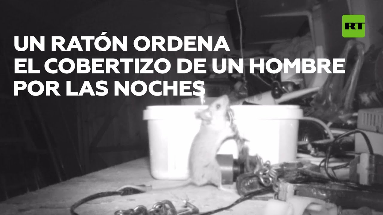 Un ratón ordena el cobertizo de un hombre por las noches @RT Play en Español