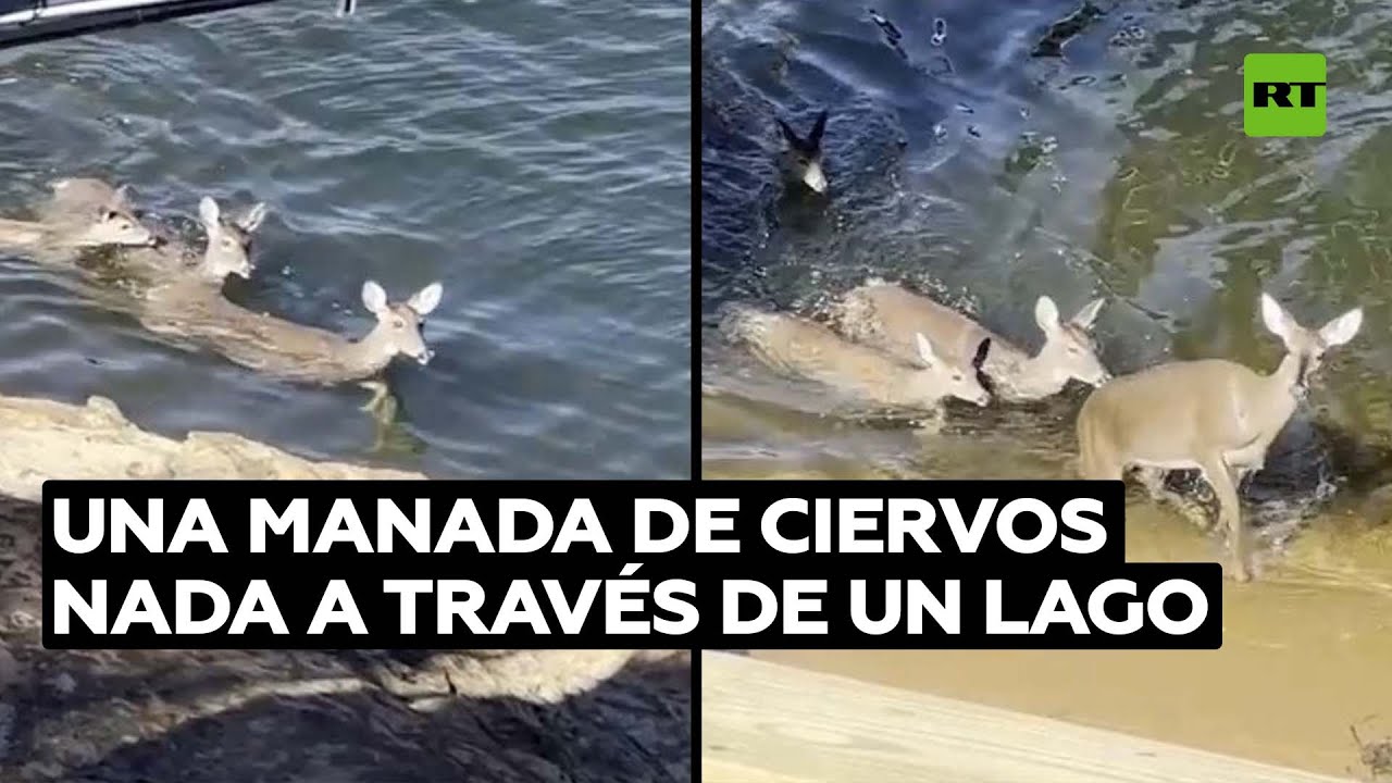 Una familia de ciervos cruza un lago en EE.UU. @RT Play en Español