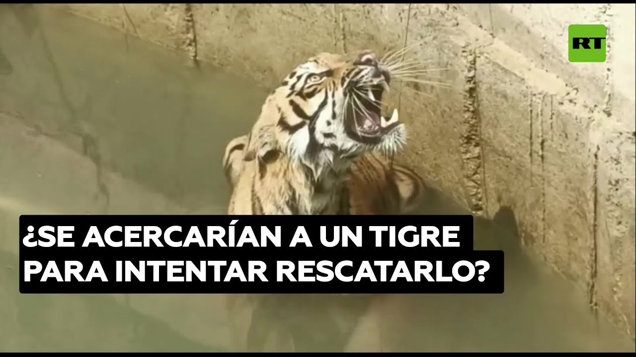 Una multitud intenta salvar a un tigre atrapado en un pozo de 6 metros de profundidad
