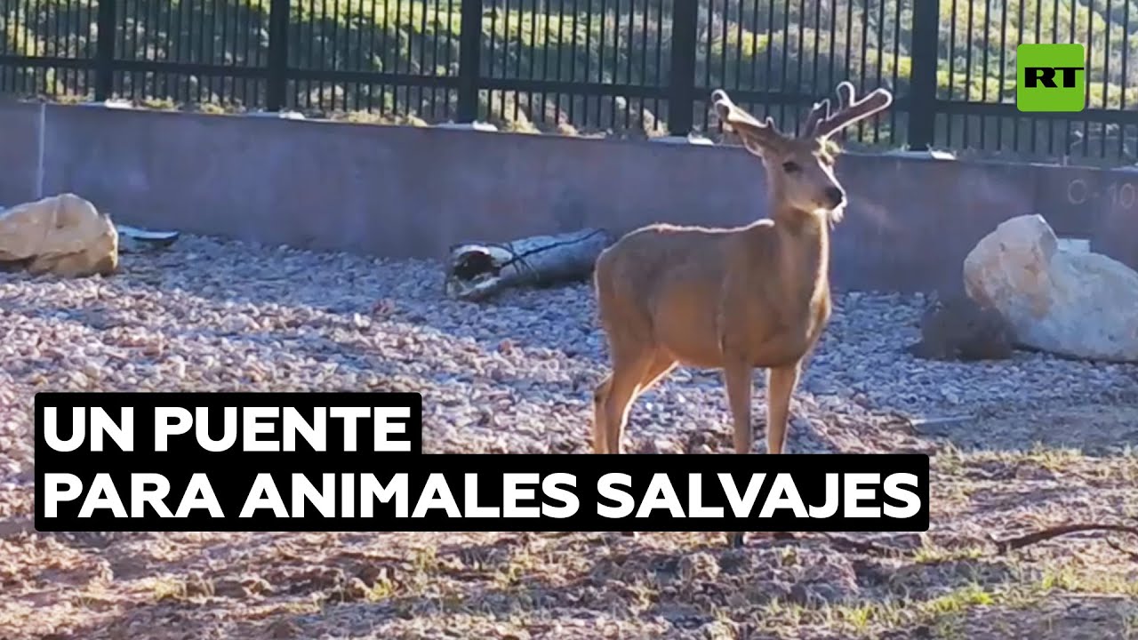 Un puente para ayudar a los animales a cruzar una transitada carretera @RT Play en Español