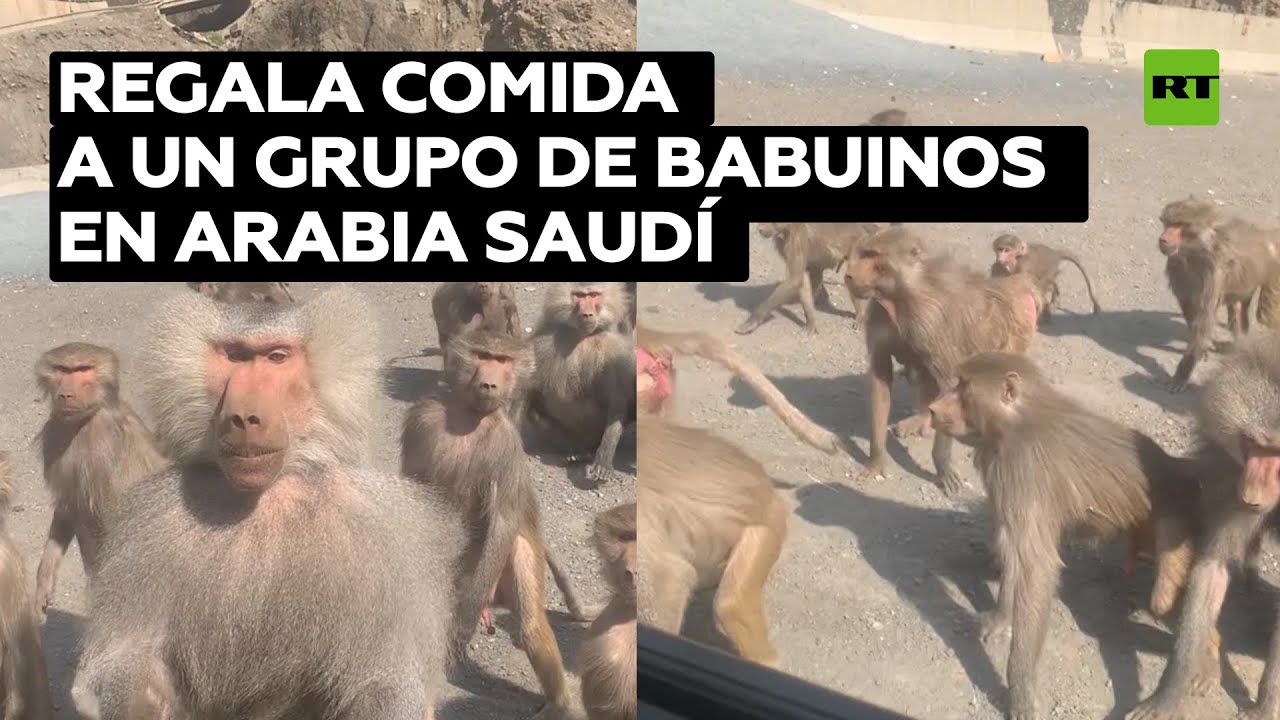 Un conductor regala comida a un grupo de babuinos en Arabia Saudí @RT Play en Español