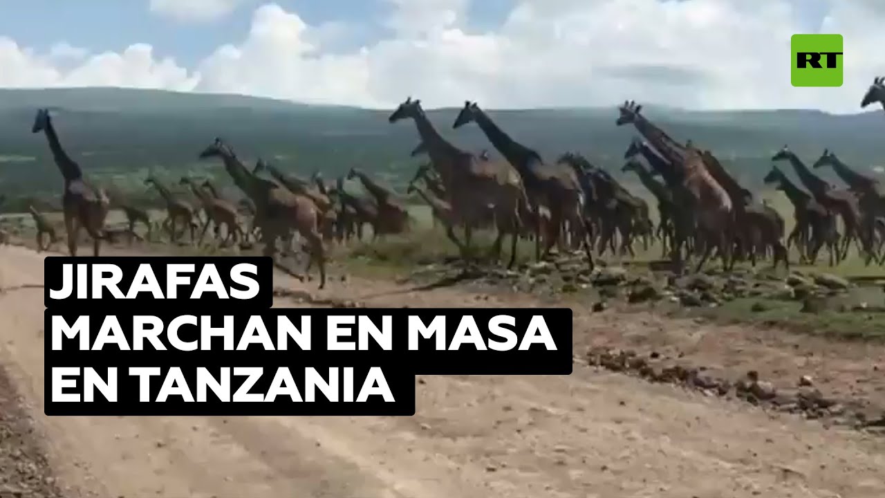 Una enorme manada de jirafas marcha en Tanzania @RT Play en Español