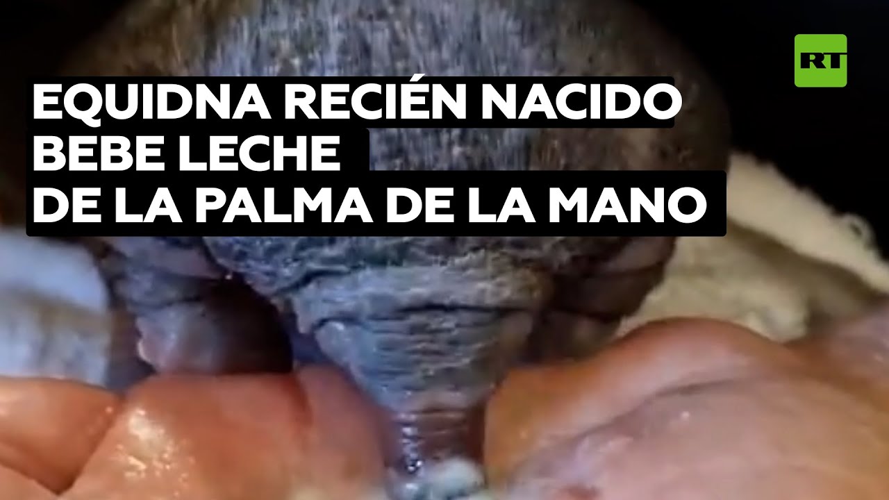 Una cría de equidna rescatada bebe leche de la palma de la mano @RT Play en Español