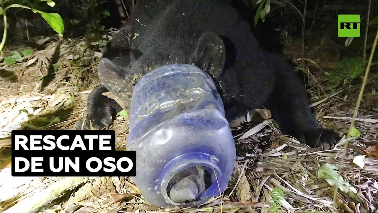 Un oso llevó un contenedor plástico en la cabeza durante más de tres semanas @RT Play en Español