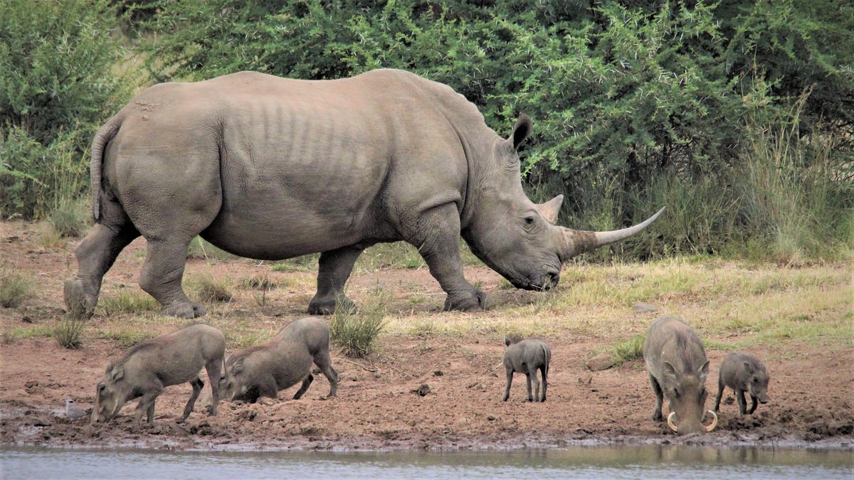 Existe un plan para hacer «copias de seguridad» de los rinocerontes introduciéndolos en Australia