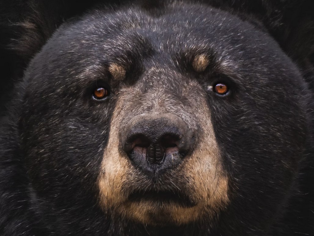 Bitcoin rebota a $ 58K, por qué los osos podrían derramar más sangre