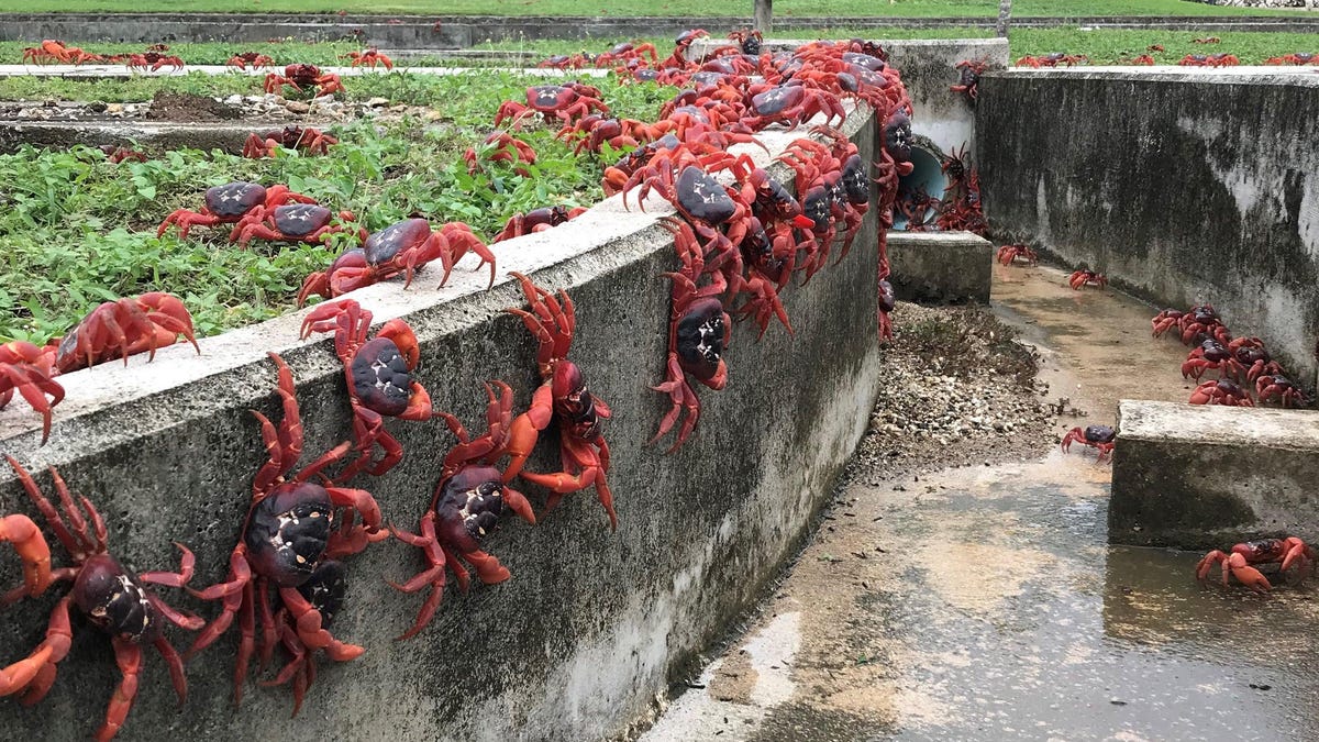 Millones de cangrejos rojos invaden una pequeña isla en su migración anual