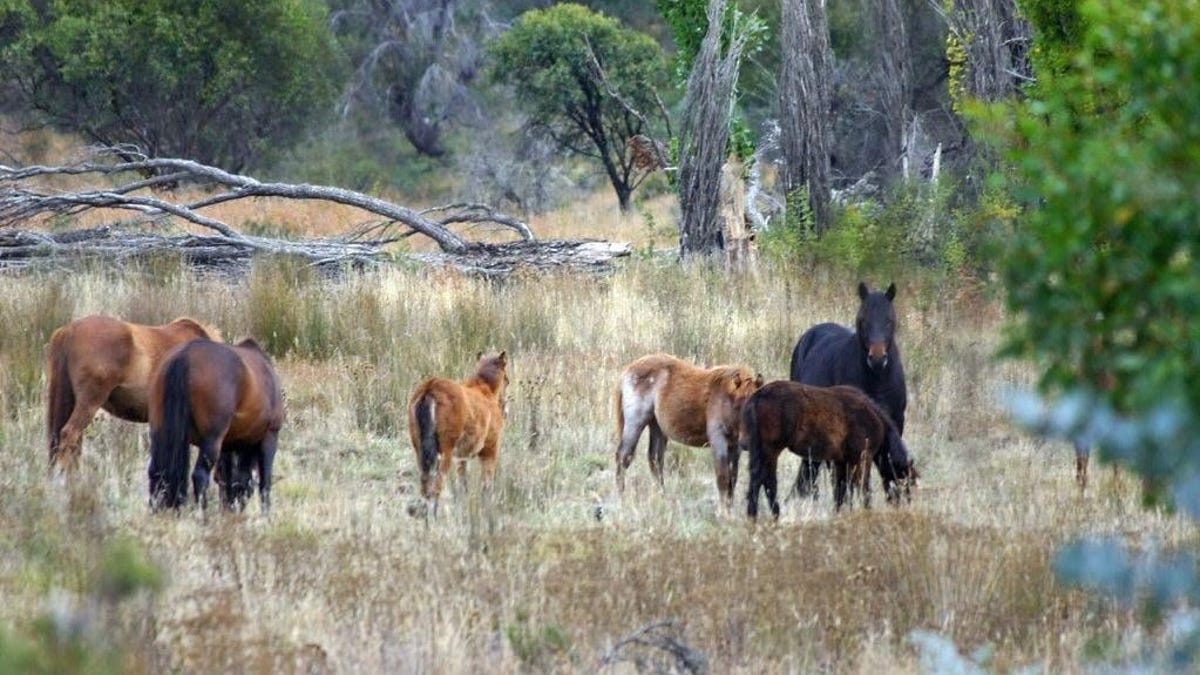 Australia matará a 10.000 caballos salvajes, pero los científicos advierten que no es suficiente