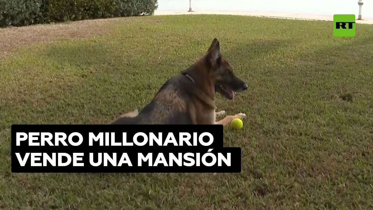 Gunther, el perro millonario, vende una mansión que le pertenecía a Madonna