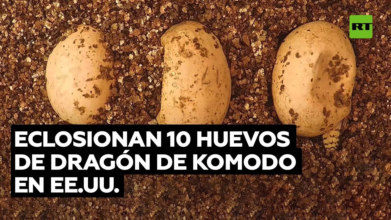 Eclosionan 10 huevos de dragón de komodo en EE.UU.