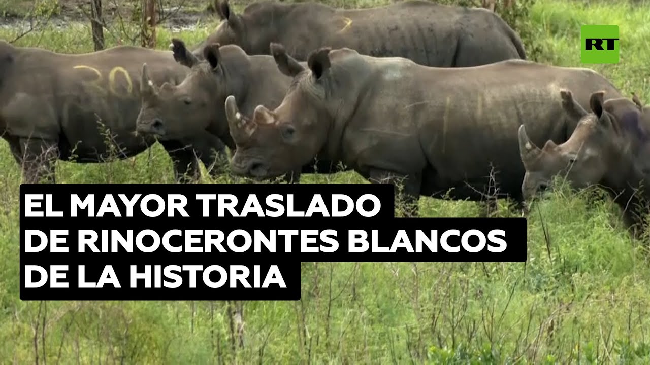 Trasladan 30 rinocerontes blancos desde Sudáfrica hasta Ruanda @RT Play en Español