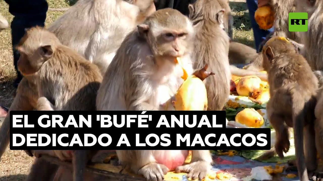 El festival de Tailandia que ofrece un festín a miles de macacos @RT Play en Español