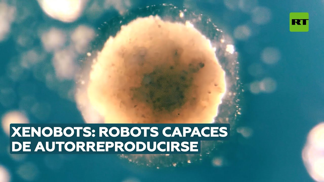 Los primeros robots vivos de la historia son capaces de autorreproducirse @RT Play en Español