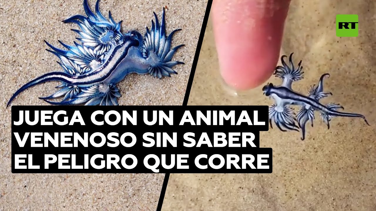 Un 'tiktoker' juega sin saberlo con el 'asesino más hermoso del océano' @RT Play en Español