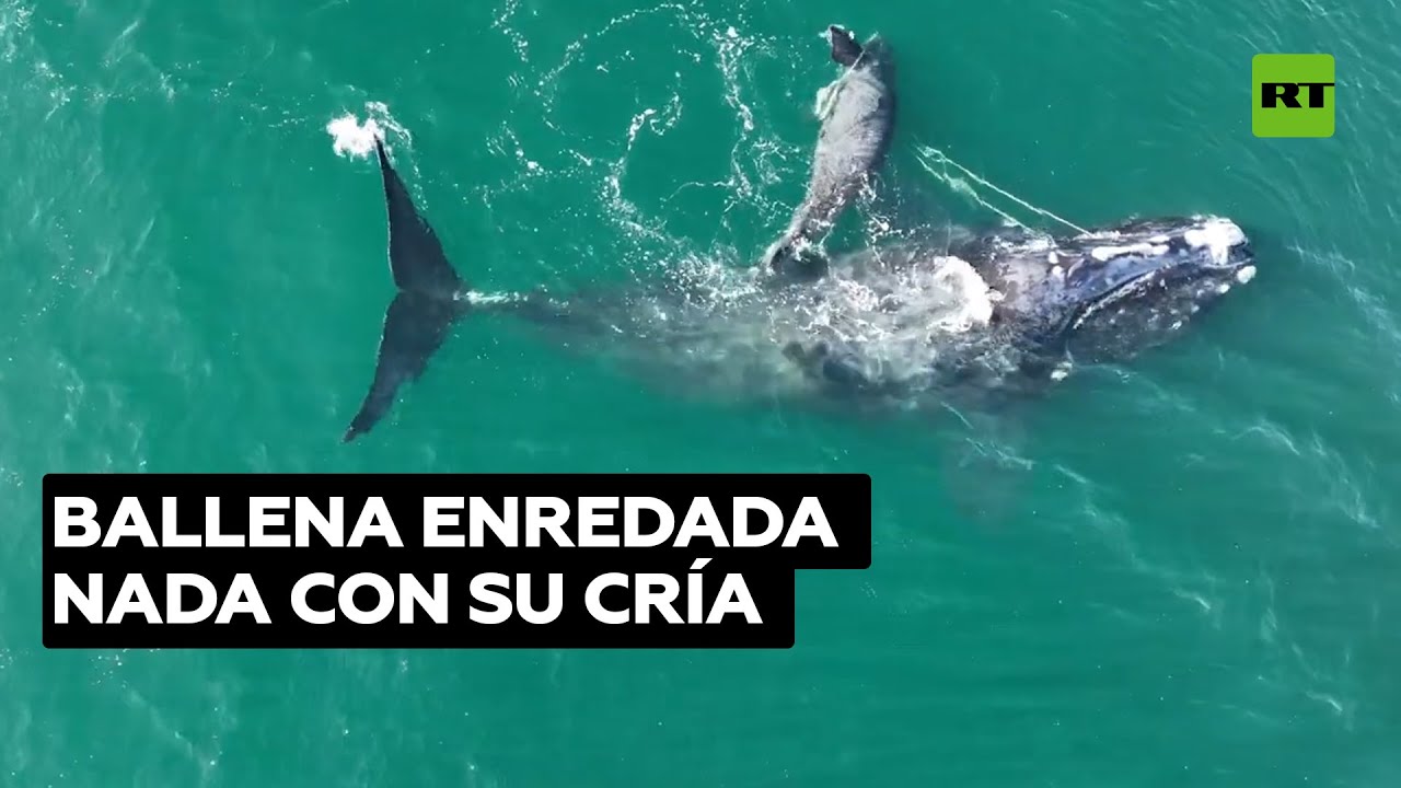 Una ballena en peligro de extinción enredada en una cuerda durante meses reaparece con una cría