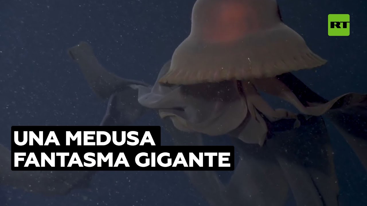 Una medusa fantasma gigante es vista cerca de California @RT Play en Español