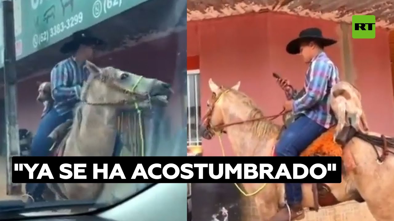 Un perro pasea por las calles montando a caballo @RT Play en Español