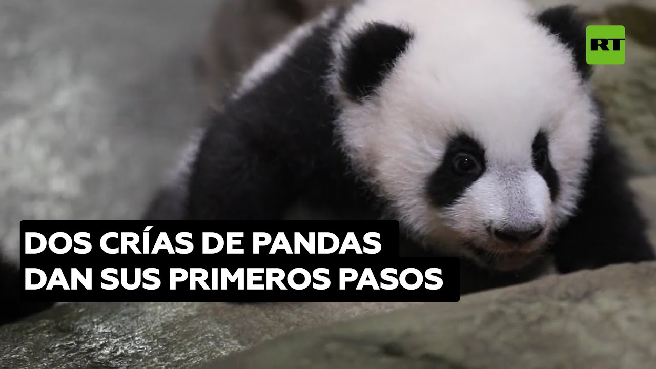 Presentan al público dos gemelas de pandas en un zoo francés