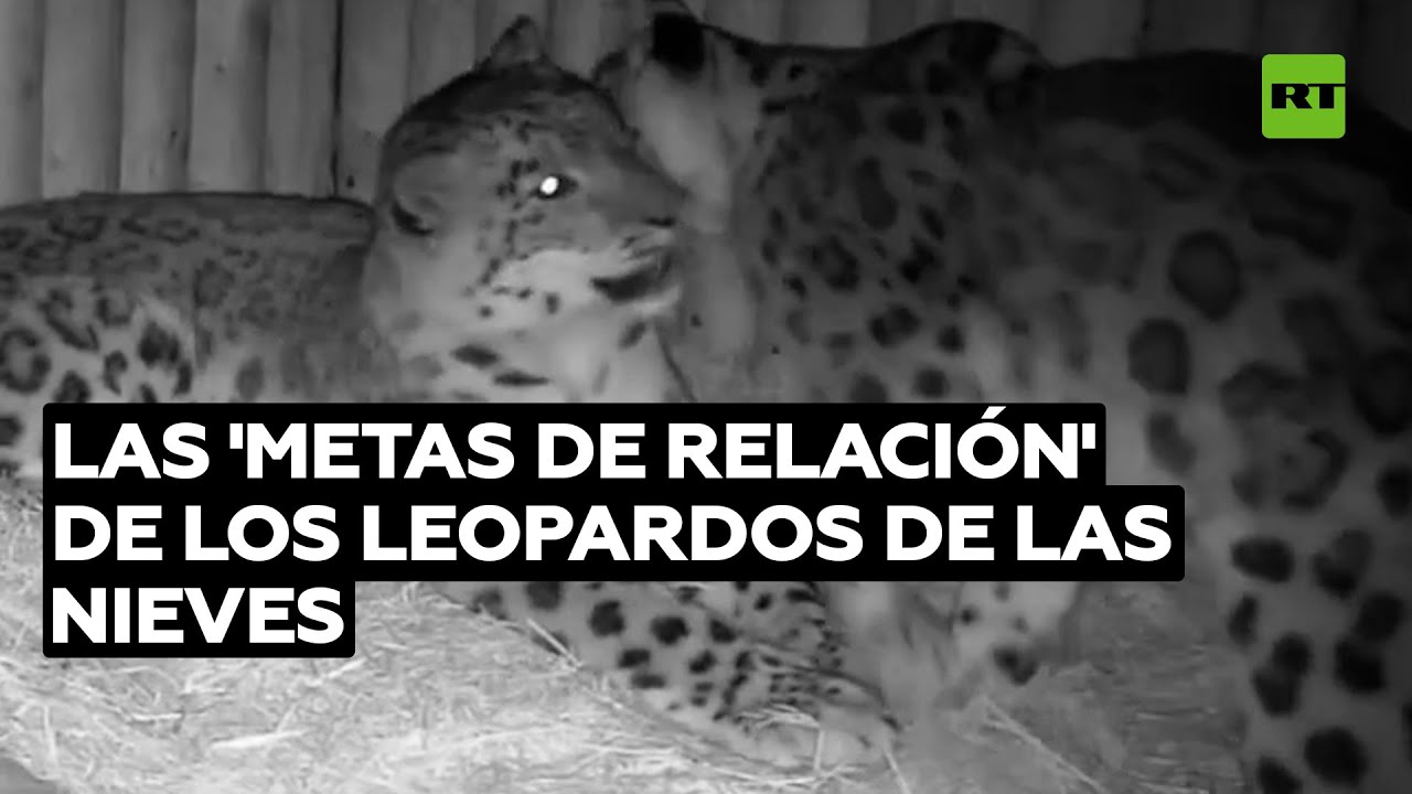 Leopardos de las nieves se acurrucan antes de dormirse @RT Play en Español